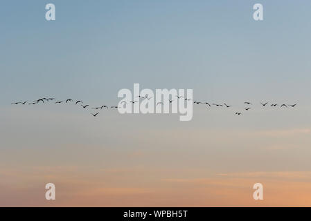 Gruppe der Zugvögel im Herbst in der Dämmerung fliegen Stockfoto