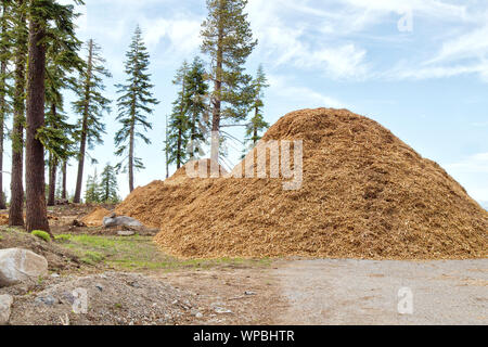 Abgesplitterte Schrägstrich entlang der Autobahn, Mischung aus Douglas Fir'PSEUDOTSUGA MENZIESII 'Ponderosa Pine' Pinus ponderosa" (ca. 4000 ft. Elevation) Feuer c Stockfoto