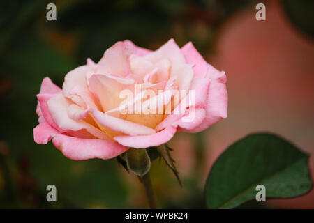 Rosa 'unberührten' - Hybrid Tea Rose Stockfoto