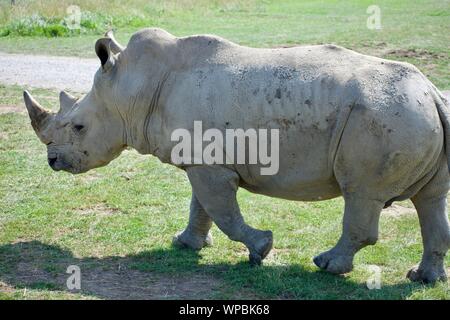 Single White Rhino in der Wildnis in der Cumberland Ohio. Breite Nashörner oft für das Elfenbein ihrer Hörner gejagt. Einer der Big 5 betrachtet, die Stockfoto