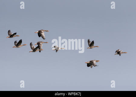 Graugänse im Flug an der Norfolk Coast, East Anglia.UK Stockfoto