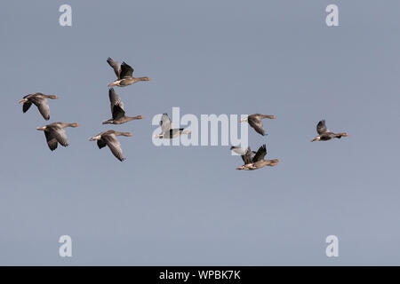 Graugänse im Flug an der Norfolk Coast, East Anglia.UK Stockfoto