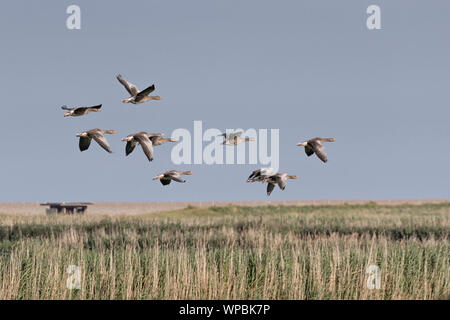 Graugänse im Flug an der Norfolk Coast, East Anglia.UK Stockfoto