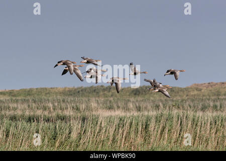 Graugänse im Flug an der Norfolk Coast, East Anglia.UK Stockfoto