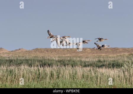 Graugänse im Flug an der Norfolk Coast, East Anglia.UK Stockfoto