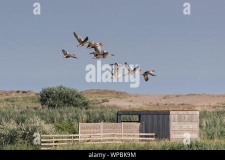 Graugänse im Flug an der Norfolk Coast, East Anglia.UK Stockfoto