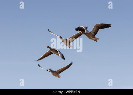 Graugänse im Flug an der Norfolk Coast, East Anglia.UK Stockfoto