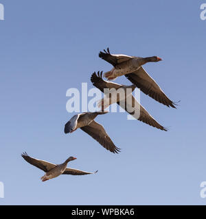 Graugänse im Flug an der Norfolk Coast, East Anglia.UK Stockfoto