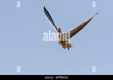 Graugänse im Flug an der Norfolk Coast, East Anglia.UK Stockfoto