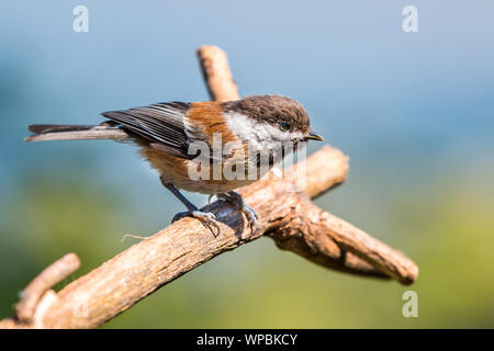 Eine schwarze capped chickadee (Poecile atricapillus) sitzt auf einem Ast in Kanada auf der Suche nach Essen. Stockfoto