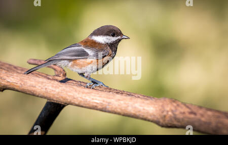 Eine schwarze capped chickadee (Poecile atricapillus) sitzt auf einem Ast in Kanada auf der Suche nach Essen. Stockfoto