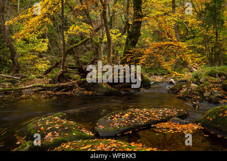 Ein Wald Fluss Szene von Bäumen mit goldenen Blätter im Herbst auf dem Fluss Teign auf Dartmoor National Park in der Nähe von Das fingle Brücke fällt. Stockfoto