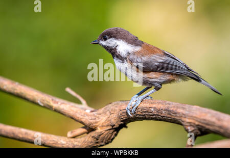 Eine schwarze capped chickadee (Poecile atricapillus) sitzt auf einem Ast in Kanada auf der Suche nach Essen. Stockfoto