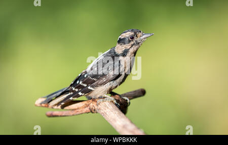 Ein flaumiger Specht "sitzstangen Picoides pubescens" auf einem Zweig auf der Suche nach Nahrung in Victoria, British Columbia, Kanada. Stockfoto