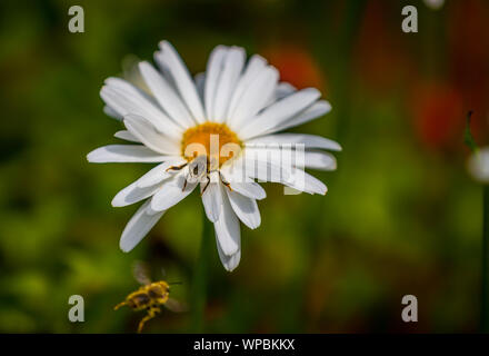 Eine Honigbiene erhält für einen Angriff von einem Räuber fliegen" Laphria asturina" in Victoria, British Columbia, Kanada bereit. Stockfoto