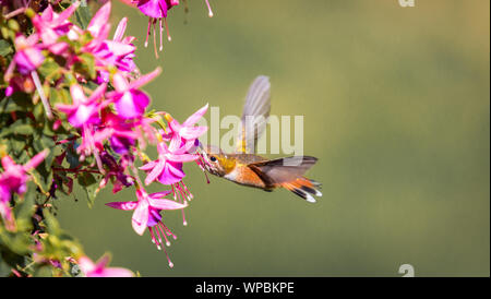 Eine Anna's Kolibri Calypte anna' sips Nektar aus dem schönen fuchsia Blüten in Victoria British Columbia Kanada. Stockfoto