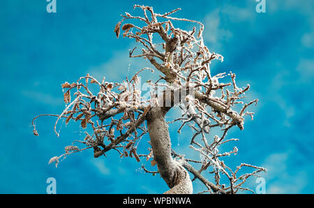 Bonsai Baum im Rauhreif bedeckt Stockfoto