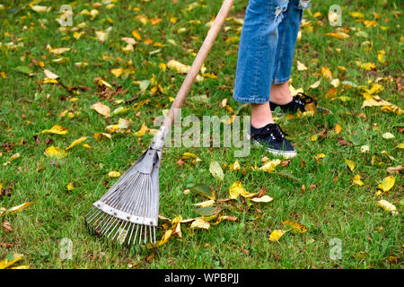 Harken Herbstlaub vom Rasen mit Blatt rake im Herbst. Saisonale garten arbeiten. Hinterhof Reinigung. Stockfoto