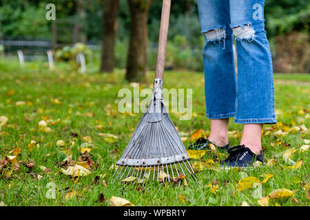 Harken Laub im Garten. Frau mit einem Rechen und Reinigung Rasen von Blättern im Herbst Saison Stockfoto