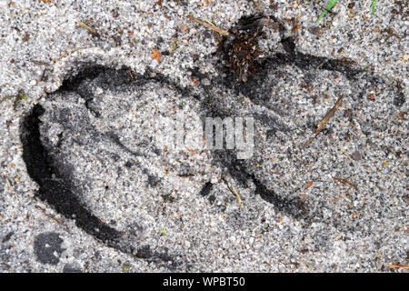 Spuren von Rotwild auf einem sandigen Weg im Wald. Wild Tracks. Sommer Saison. Stockfoto