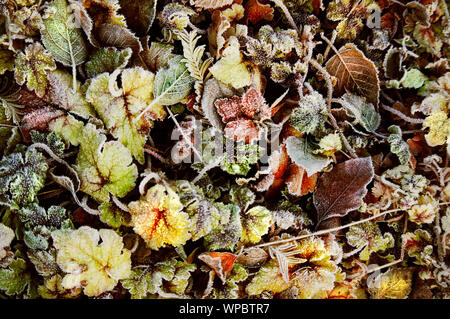 Abgefallene Blätter an einem frostigen Morgen im Herbst Stockfoto