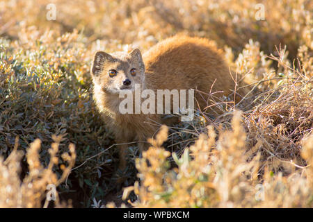 Eine gelbe Mongoose zirkuliert durch Lücken zwischen dem niedrigen Laub in Northern Mountain Zebra National Park, Südafrika Stockfoto