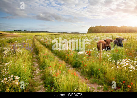 Wilde Blumenwiese mit zwei schönen Kühe und einen Track und Stacheldrahtzaun. Natürliche Landschaft mit wunderschönen Blüten in langen Gras. Blauer Himmel und Clo Stockfoto