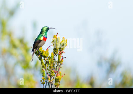 Eine größere Doppel-collared Sunbird stoppt bei Es Huscht zwischen Ästen in der Nähe der Klippen am Krantshoek, Südafrika Stockfoto