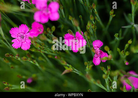 Dianthus Canescens hell rosa Blume mit grünem Laub und flache Tiefenschärfe Stockfoto