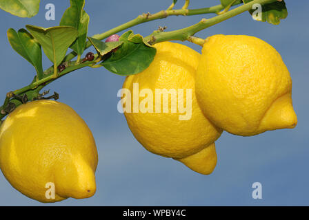3 reife Zitronen mit Blüte am Baum in Spanien Stockfoto