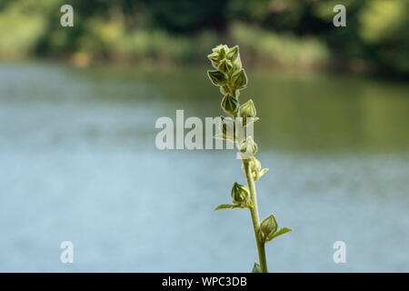 In der Nähe von Grün gesäumten Orchidee Pflanze. In der Knospe. Blumen nicht geöffnet Stockfoto