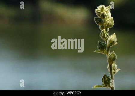 In der Nähe von Grün gesäumten Orchidee Pflanze. In der Knospe. Blumen nicht geöffnet Stockfoto