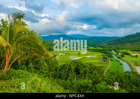 Mit Blick auf die Taro Feldern in Hanalei Valley, Kauai, Hawaii, USA Stockfoto