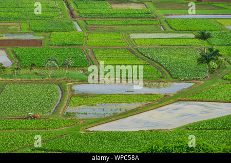 Mit Blick auf einsame orange Traktor im Taro Feldern in Hanalei Valley, Kauai, Hawaii, USA Stockfoto