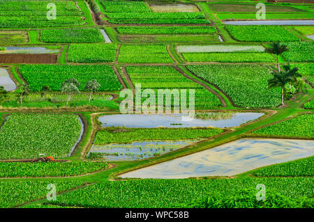 Mit Blick auf einsame orange Traktor im Taro Feldern in Hanalei Valley, Kauai, Hawaii, USA Stockfoto