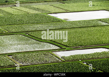 Mit Blick auf die Taro Feldern in Hanalei Valley, Kauai, Hawaii, USA Stockfoto