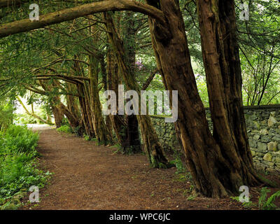 Licht am Ende der Avenue des reifen Eiben mit knorrigen alten Baumstämme werfen Schatten über Woodland weg von Farnen in Cumbria, England, UK umgeben Stockfoto