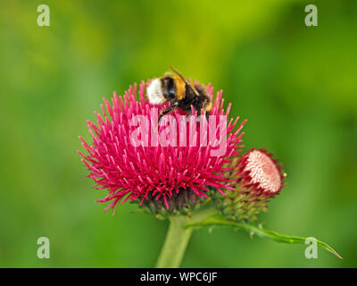 White-tailed Hummel (Bombus lucorum Komplex) auf rote Blume von Zierpflanzen thistle Cirsium rivulare 'Atropurpureum' in einem Garten in Cumbria, England, Großbritannien Stockfoto