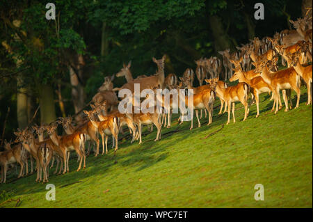 Gruppe von Damwild im sonnigen Tag auf der grünen Wiese in der Nähe des Waldes Stockfoto