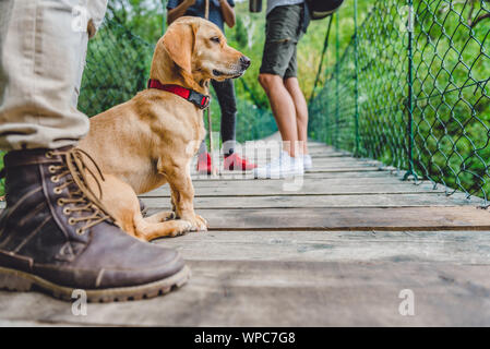 Kleine gelbe Hund mit seinem Besitzer sitzen auf die hölzerne Hängebrücke und Abstand Stockfoto