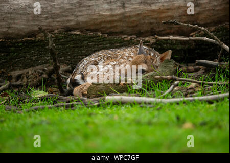 Damwild fawn zusammengerollt neben dem gefallenen Baumstamm Stockfoto