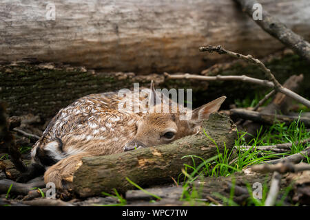 Detailansicht neugeborene Damhirsche fawn Neben Baumstamm versteckt und gefallenen Niederlassungen. Stockfoto