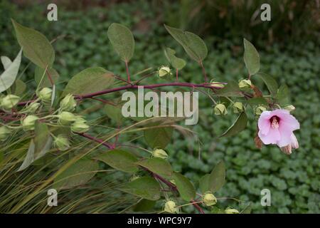 Hibiscus moscheutos - Swamp rose mallow Blumen. Stockfoto