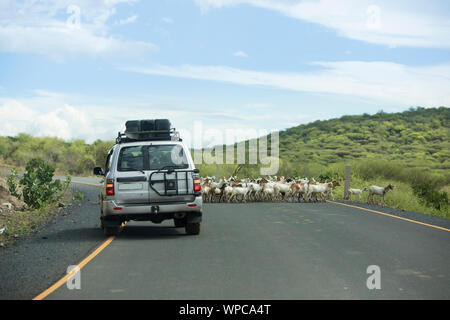 Off Road Fahrzeug fährt um eine Herde Ziegen, die in den abgelegenen Grenzgebiet zwischen Kenia und Äthiopien. Stockfoto