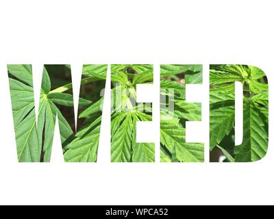 Unkraut Typografie mit Marihuana lässt im Text Stockfoto