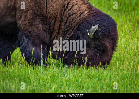 Ein amerikanischer Bison Schürfwunden auf dem Parkplatz an der lackierten Canyon Overlook bei Theodore Roosevelt National Park in der Nähe von Medora, North Dakota. Stockfoto