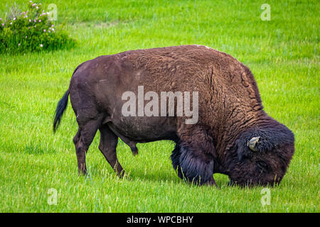 Ein amerikanischer Bison Schürfwunden auf dem Parkplatz an der lackierten Canyon Overlook bei Theodore Roosevelt National Park in der Nähe von Medora, North Dakota. Stockfoto