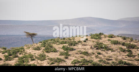 Panorama der einzigen Baum auf einem Hügel in der Wüste Äthiopiens in der Nähe von Somalia. Stockfoto