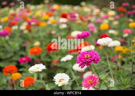 Mehrfarbige Zinnien in einem Garten Stockfoto