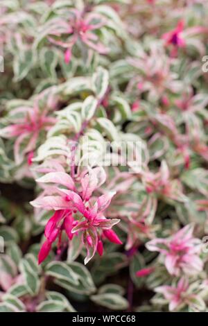 Fuchsia 'bunte Red Rover". Stockfoto